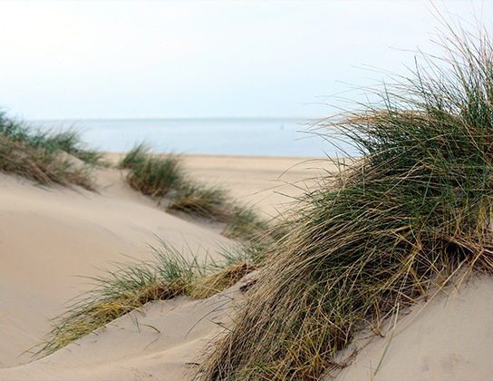 Zandduinen met helmgras aan het strand van Texel met zee op de achtergrond